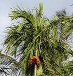 forumsahili413.jpg